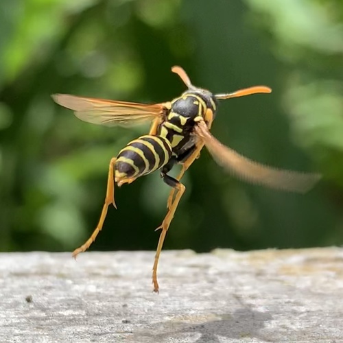 European Paper Wasp, photo 5 of 10