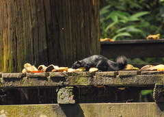 Callosciurus prevostii
