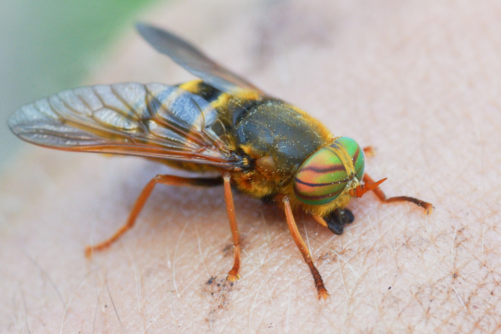 Hybomitra tarandina