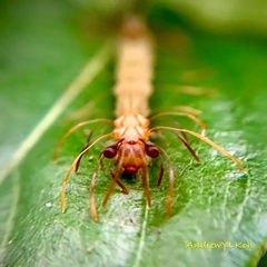 Homodes bracteigutta