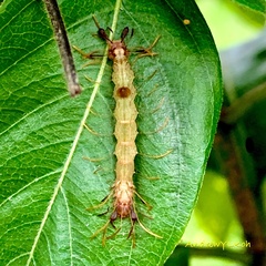 Homodes bracteigutta