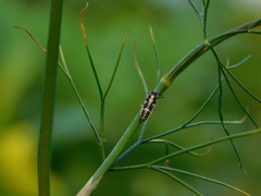 Propylea quatuordecimpunctata
