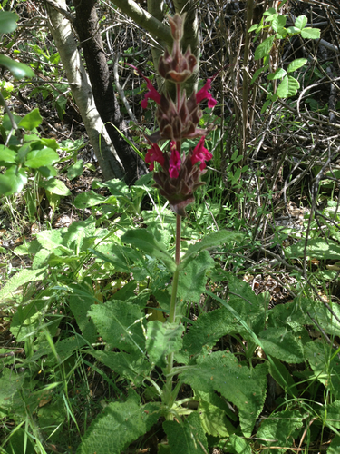 Salvia spathacea