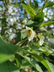 Solanum umbellatum