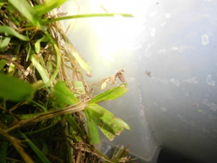 Dicromantispa interrupta