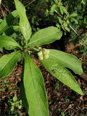 Solanum umbellatum