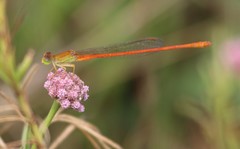 Ceriagrion glabrum