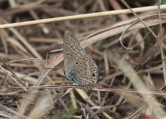 Euchrysops