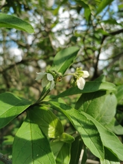 Solanum umbellatum