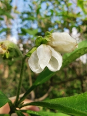 Solanum umbellatum