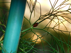 Hippodamia variegata