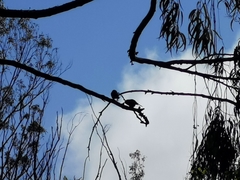 Campylorhynchus gularis