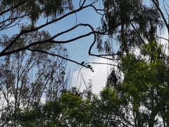 Campylorhynchus gularis