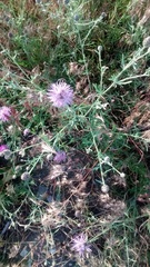 Centaurea stoebe