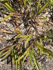 Asimina angustifolia