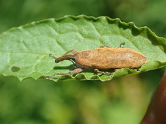 Lixus concavus