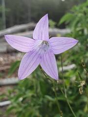 Campanula patula