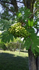 Sorbus aucuparia