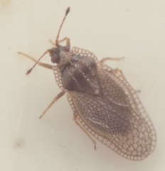 Acalypta parvula