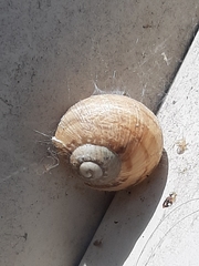 Cornu aspersum