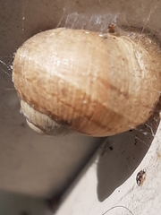 Cornu aspersum
