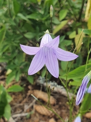 Campanula patula