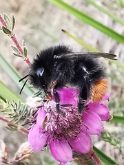 Bombus wurflenii