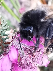 Bombus wurflenii