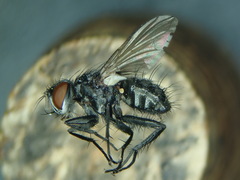 Medina collaris