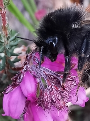 Bombus wurflenii