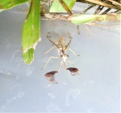 Dicromantispa interrupta