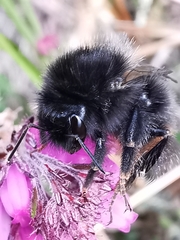 Bombus wurflenii