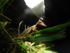 Dicromantispa interrupta
