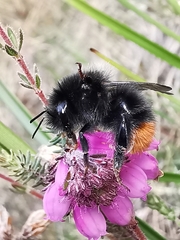 Bombus wurflenii