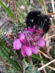 Bombus wurflenii