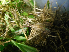 Dicromantispa interrupta