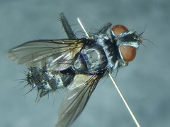Medina collaris