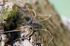Platybunus