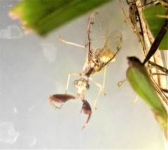 Dicromantispa interrupta