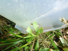 Dicromantispa interrupta