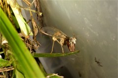 Dicromantispa interrupta