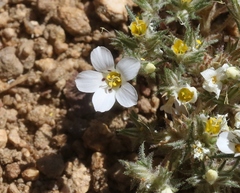 Linanthus killipii