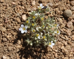 Linanthus killipii