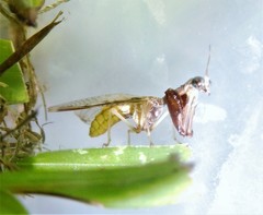 Dicromantispa interrupta