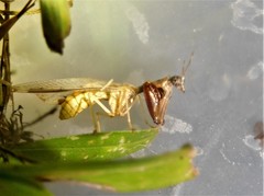 Dicromantispa interrupta