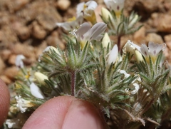 Linanthus killipii