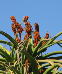 Aloidendron