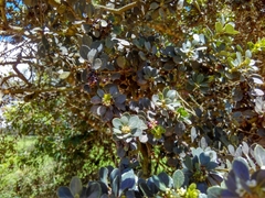 Ilex kunthiana
