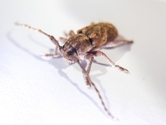 Pterolophia tuberculatrix