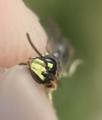 Hylaeus affinis